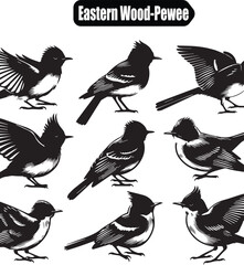Eastern Wood-Pewee Bird Vector Illustration: Detailed Black and White Line Art of Small Flycatcher Bird for Ornithology and Wildlife Designs