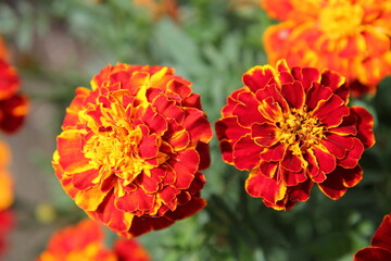 Frech Marigold dwarf