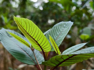 kratom leaves in tropical nature borneo