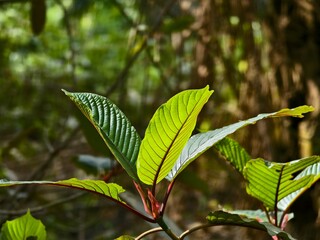 Kratom plants (Mitragyna speciosa) in the morning