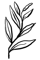 Fototapeta premium Leaf png sticker, ink brush botanical transparent background