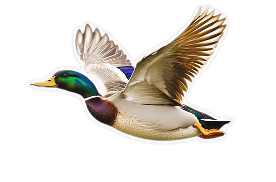Mallard duck in flight with wings spread wide, isolated on black background