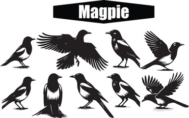 Magpie Bird Vector Art: Black and White Silhouette Illustrations of Eurasian Magpies in Various Poses - Wildlife Birdwatching Graphic Design