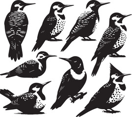 Woodpecker Bird Vector Illustration: Black and White Woodcut Style Graphic of Various Woodpecker Species for Ornithology and Nature Designs