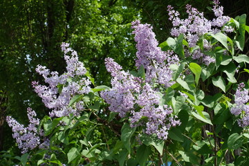 Obraz premium Profuse light violet flowers of Syringa vulgaris in mid May