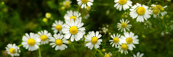 Fototapeta premium Chamomile flowers field in sun ligh. Web-banner