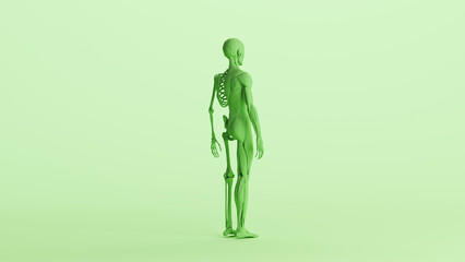 Green skeleton muscles anatomy model study mannequin monochrome pale mint green back quarter right view background 3d illustration render digital rendering