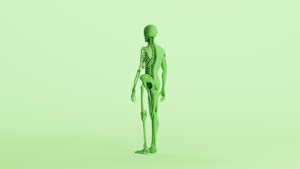Green skeleton muscles anatomy model study mannequin monochrome pale mint green back quarter left view background 3d illustration render digital rendering