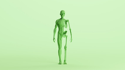 Green skeleton muscles anatomy model study mannequin monochrome pale mint green front view background 3d illustration render digital rendering