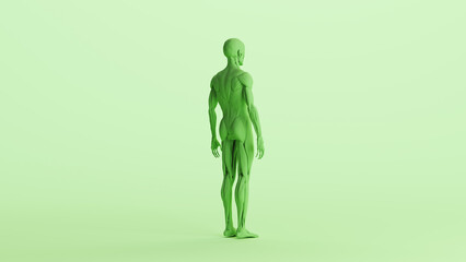 Green musculature anatomy model muscles study mannequin monochrome pale mint green  background back right quarter view 3d illustration render digital rendering	