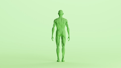 Green musculature anatomy model muscles study mannequin monochrome pale mint green  background back view 3d illustration render digital rendering	