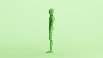 Green musculature anatomy model muscles study mannequin monochrome pale mint green  background left view 3d illustration render digital rendering	