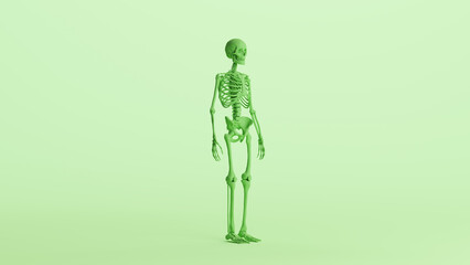 Green skeleton anatomy model muscles study mannequin monochrome pale mint green background front quarter right view 3d illustration render digital rendering