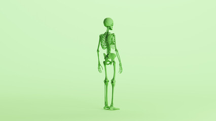 Green skeleton anatomy model muscles study mannequin monochrome pale mint green background back quarter right view 3d illustration render digital rendering