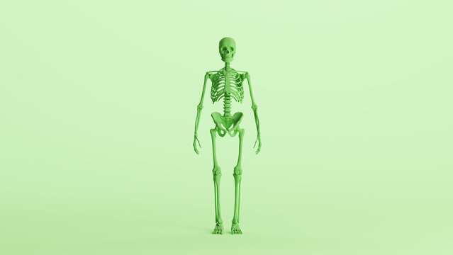 Green skeleton anatomy model muscles study mannequin monochrome pale mint green background front view 3d illustration render digital rendering	