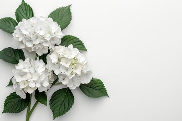 Elegant Simplicity A Close-Up of Delicate White Hydrangea Blooms on a Pristine White Backdrop