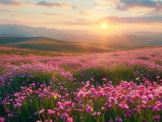 Obraz premium Colorful phlox field, rolling landscape, sunrise, bird's-eye view, vibrant flowers, wide-angle shot, crisp clarity
