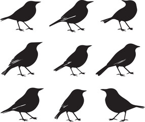 Silhouette Bird Illustrations: Vector Graphic Set of Black Bird Silhouettes, Wildlife Design Elements, Ornithology Art, Birdwatching Clipart