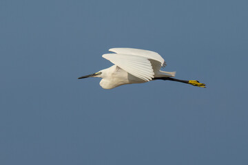 A Little Egret at Flight