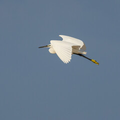 A Little Egret at Flight