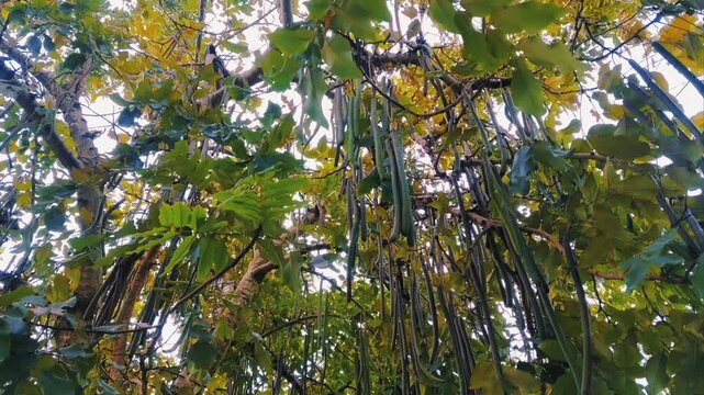 The golden shower tree, or Cassia fistula, with immature fruit hanging among the foliage swaying in the wind