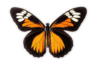 Closeup of a Monarch butterfly with black, orange, and white wings against a black background