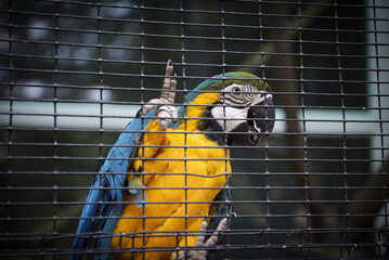 Tropical parrot ara in a zoo behind a cage © Vadim