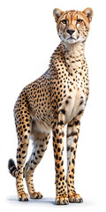 A hyper-realistic full-body illustration of a cheetah in side view, showcasing its distinctive spots and lean, muscular physique against a white background.