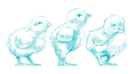 Png baby chicks sketch illustration, transparent background