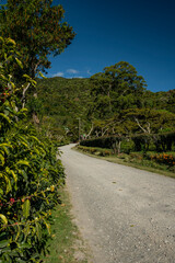 Obraz premium Coffee Plantation in Chiriqui highlands in the peak harvest season, Boquete, Panama - stock photo