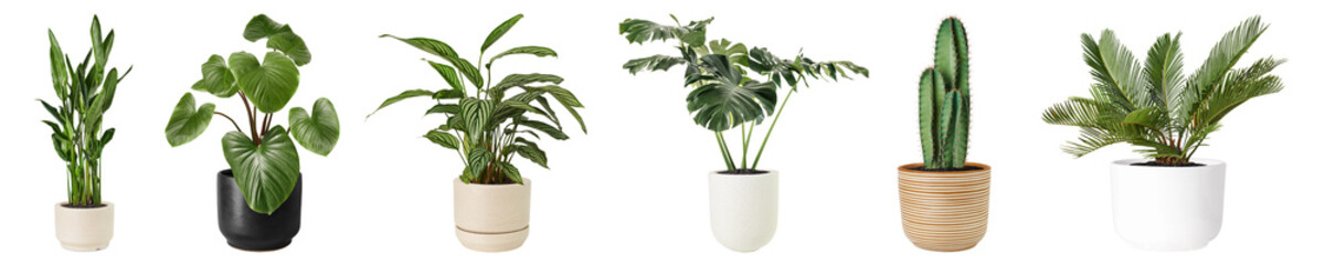 Indoor plant png cut out element set © Rawpixel.com