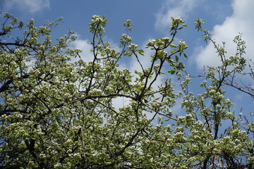 Beginning of florescence of pear tree in April
