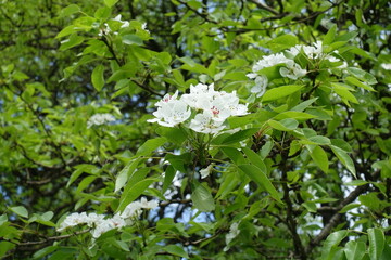 Blossoming branch of pear tree in May