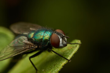 A green fly perched on a green leaf