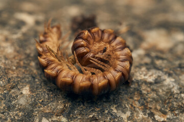 Details of a brown spiral centipede