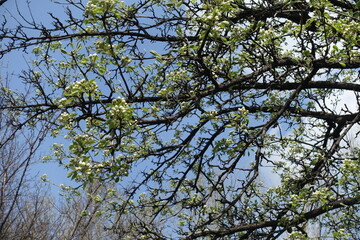 Bright blue sky and branches of blossoming pear tree in April