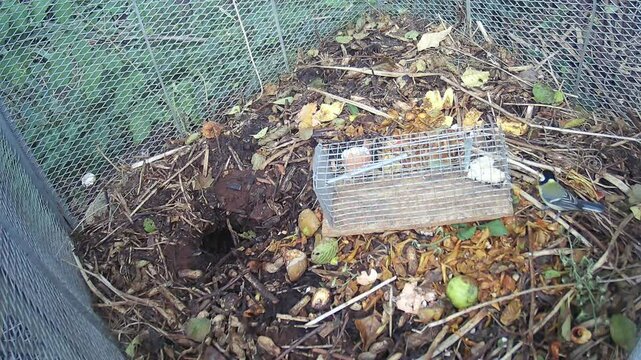 Kohlmeise (Parus major)  sucht Futter auf einem Komposthaufen, auf dem eine Lebendfalle f&uuml;r Ratten steht