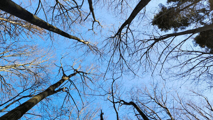 tree crowns in the forest seen from down angle with sky in the background, in the spring
