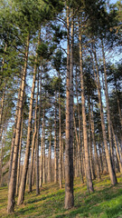 tall pine trees in the forest in spring