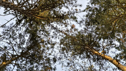 Fototapeta premium tall pine trees in the forest in spring