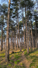 tall pine trees in the forest in spring