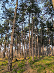 tall pine trees in the forest in spring