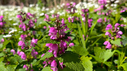 Obraz premium blooming colorful spring flowers in the Fruska Gora