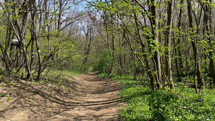 early spring in national park Fruska Gora