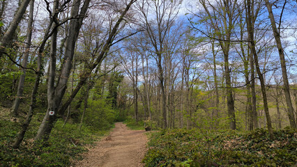 early spring in national park Fruska Gora