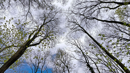 tree crowns in the forest seen from down angle with sky in the background, in the spring