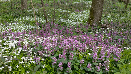 blooming colorful spring flowers in the Fruska Gora