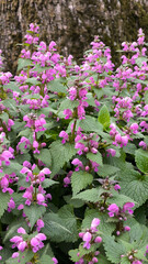 blooming colorful spring flowers in the Fruska Gora