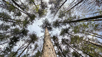 Fototapeta premium tall pine trees in the forest in spring