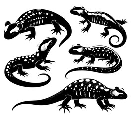 Set of fire salamander isolated on white background